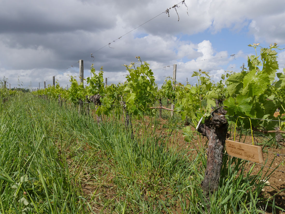 Виноградник на урожай